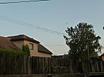 Třibřichy
